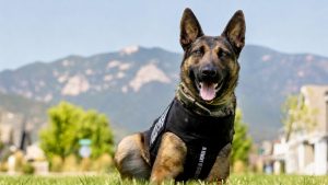 Colorado Springs Police K9 Koa Receives Protective Vest Gift