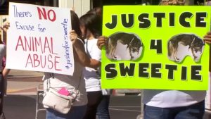 Community Rallies In Merced Demanding Justice For Husky Sweetie Amid Cruelty Pro