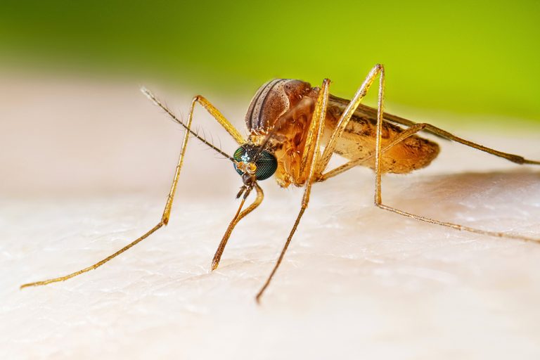 Connecticut Confirms First Human West Nile Virus Case Of 2026 In Middlesex Count