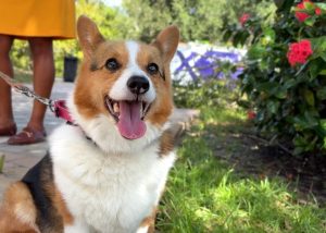 Corgi Luna Reunited With Owner After Ef 0 Tornado Hits Port St Lucie