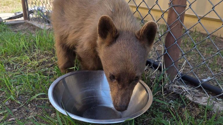 Custer County Sheriff S Office Rescues Baby Bear