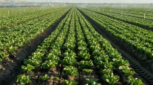 Cyclospora Outbreak Expands To 15 States