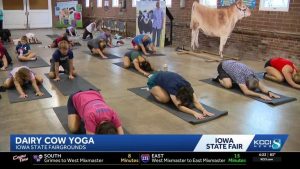 Dairy Cow Yoga Draws Participants At The Iowa State Fair In Des Moines