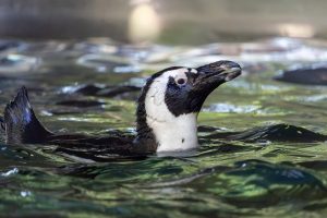 Dallas Zoo Bids Farewell To African Penguins Before Habitat Renovation