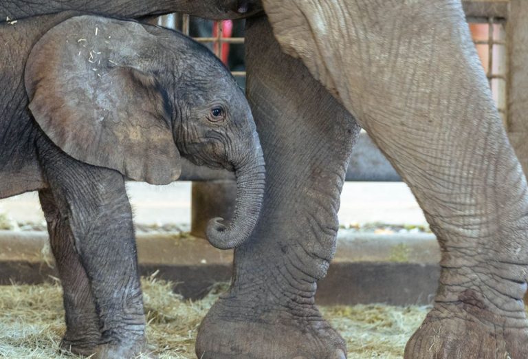 Dallas Zoo Welcomes New Baby Elephant