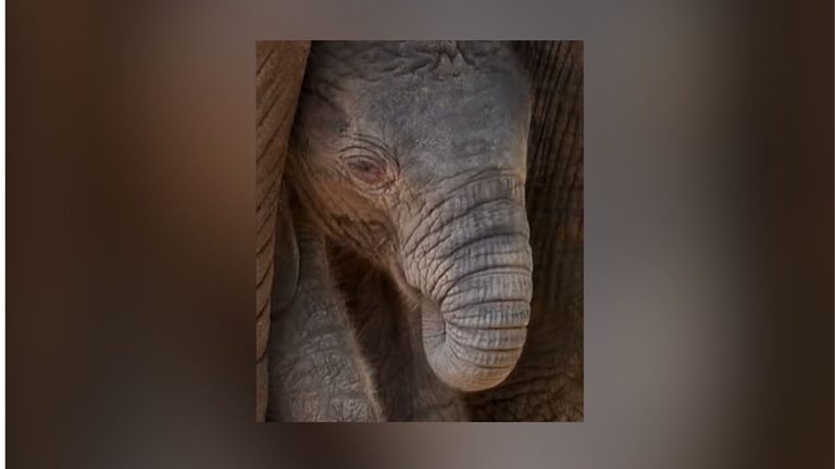 Dallas Zoo Welcomes New Male Calf