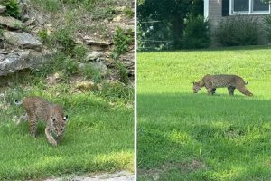 De Soto Residents Spot Bobcat
