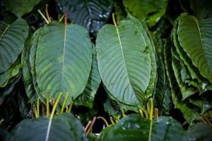 Dea Places Three Kratom Derived Compounds On Schedule I To Curb Addiction Risk
