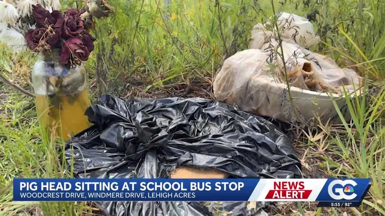 Decomposed Pig Head Discovered Near Lehigh Acres School Bus Stop Raises Safety C