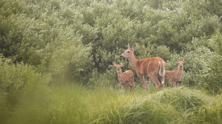 Deer Fawns Spotted In Jackson Wy