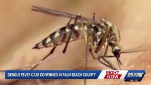 Dengue Fever Case Confirmed In Palm Beach County