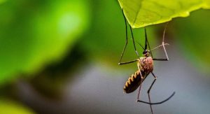 Dengue Fever Cases Confirmed In Pinellas County