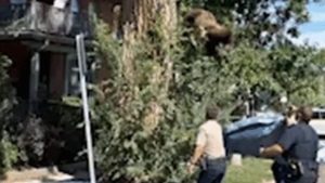 Denver Wildlife Officers Tranquilize Young Black Bear That Fell From City Tree