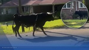 Deputies Lasso 1 500 Pound Bull