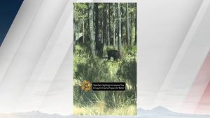 Deschutes County Animal Control Issues Bear Safety Tips After Recent Sightings