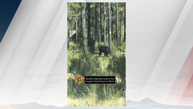Deschutes County Animal Control Issues Bear Safety Tips After Recent Sightings