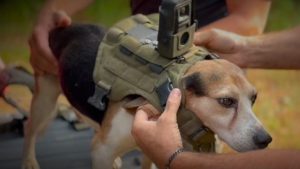 Desoto Parish Sheriff S Beagles Get Live Stream Camera To Aid Missing Person Sea