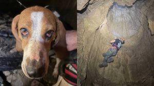 Dog Rescued After 50 Foot Fall