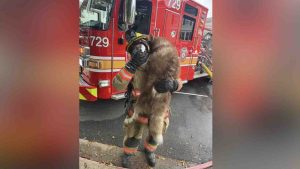 Dog Rescued And Revived After Kitchen Fire In Germantown Home