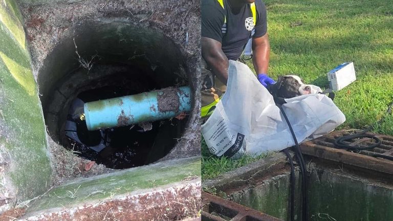 Dog Rescued From Drain Pipe In Okolona
