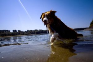 Dogs Can Distinguish Human Emotions