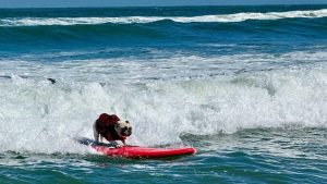 Dogs Ride Waves At World Dog Surfing Championships