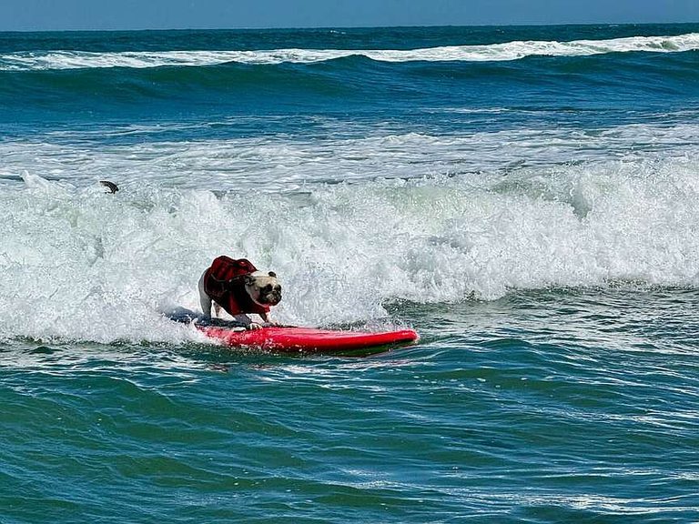 Dogs Surf In California