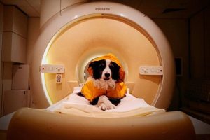 Dogs Understand Human Emotions