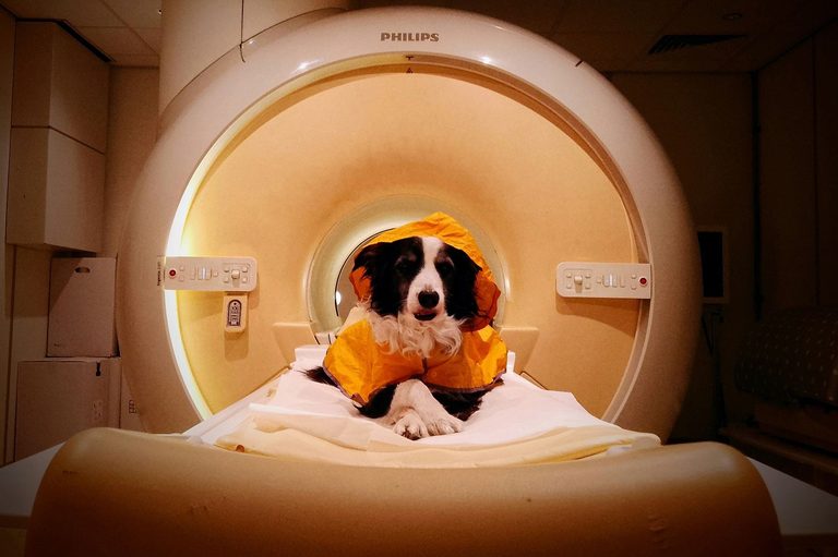 Dogs Understand Human Emotions