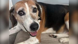 Duke The Dog Finds Home