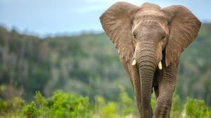 Early Humans Butchered Elephants