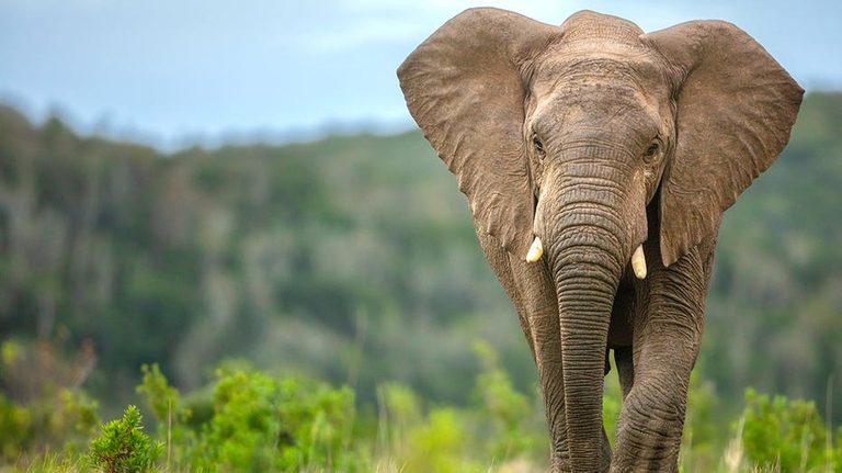 Early Humans Butchered Elephants