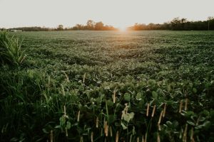 East Jordan Farmer Uses Conservation Easement To Keep 130 Acres In Production
