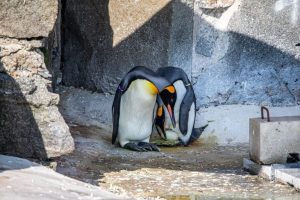 Edinburgh Zoo Welcomes First King Penguin Egg In 17 Years