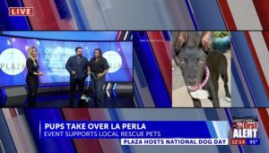 El Paso Celebrates National Dog Day With Rooftop Paws Pour Fundraiser