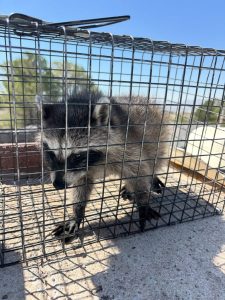El Paso Homeowner Finds Raccoons In Home