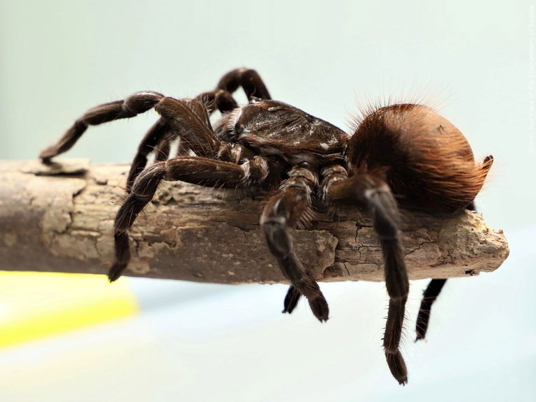 El Paso Zoo Celebrates Tarantula Day