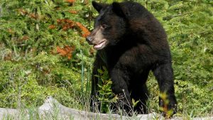 Elderly Woman Attacked By Bear That Entered Estes Park Home