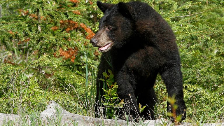 Elderly Woman Attacked By Bear That Entered Estes Park Home