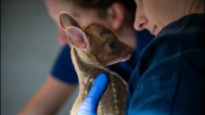 Elmwood Park Zoo Welcomes Baby Muntjac