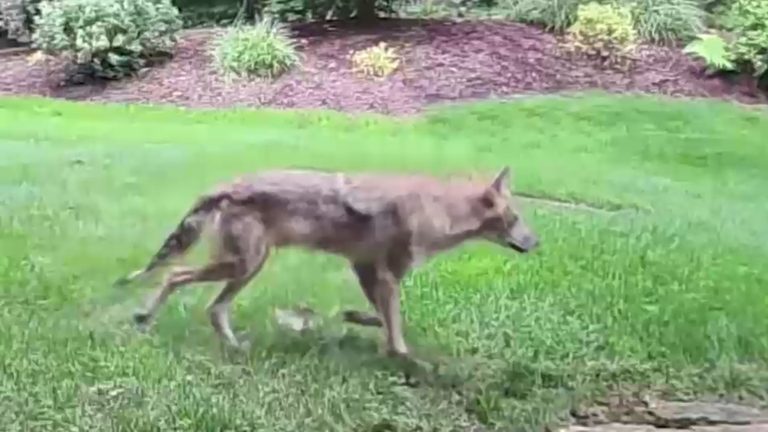 Fairfield Police Warn Residents Of Aggressive Coyote Attacking Dogs