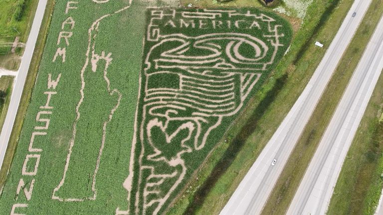 Farm Wisconsin Reopens Corn Maze Sunflower Field