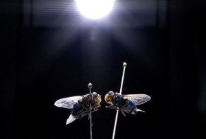 Fda Approves Emergency Use Of Flea And Tick Drug