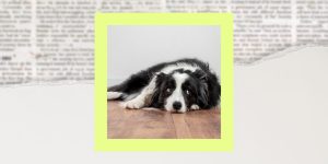 Fda Recalls Dog Horse Medication