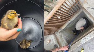 Firefighter Rescues Ducklings