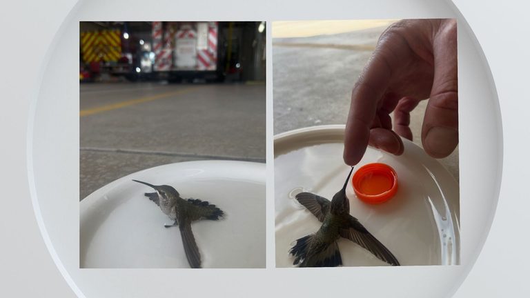 Firefighters Nurse Overheated Hummingbird Back To Health Amid Hawk Fire
