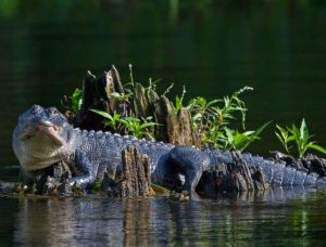 Florida Adds In App Harvest Reporting For Alligator Hunters