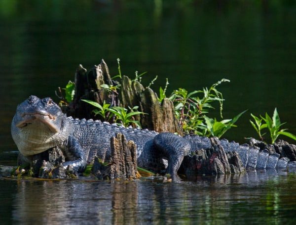 Florida Adds In App Harvest Reporting For Alligator Hunters