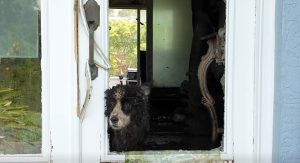 Florida Authorities Rescue Dogs