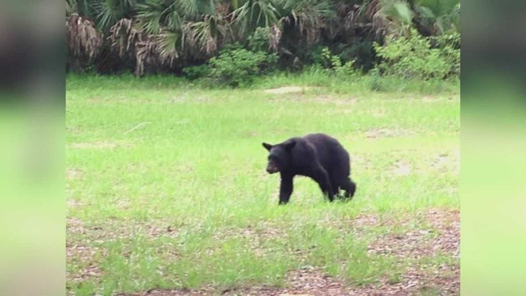 Florida Bear Hunt Permit Applications Open September 11
